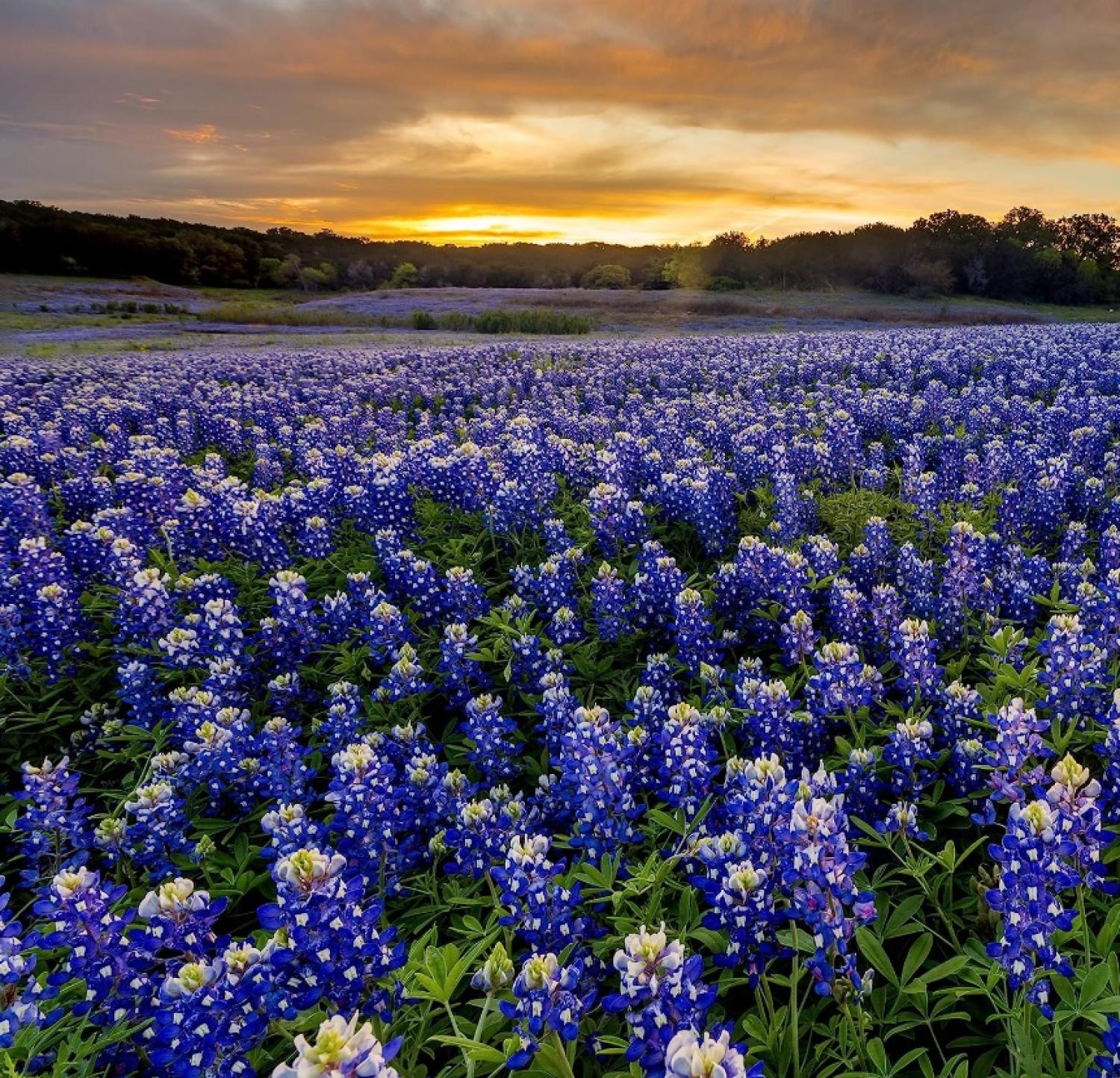 What is the most expensive part of an AC unit to replace?- ASC Heating and air best in San Antonio Texas